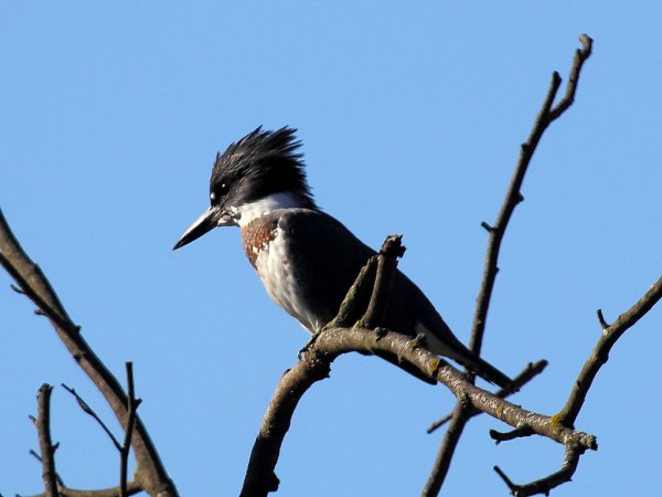 Photo (14): Belted Kingfisher