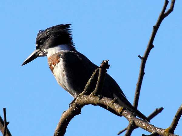 Photo (18): Belted Kingfisher