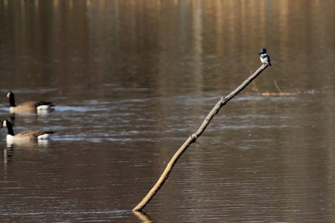 Photo (16): Belted Kingfisher