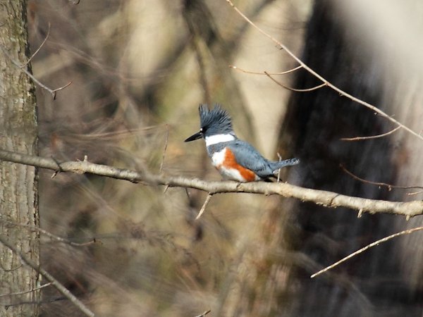 Photo (23): Belted Kingfisher