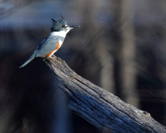 Photo (22): Belted Kingfisher