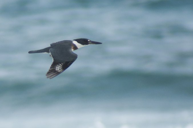 Photo (24): Belted Kingfisher