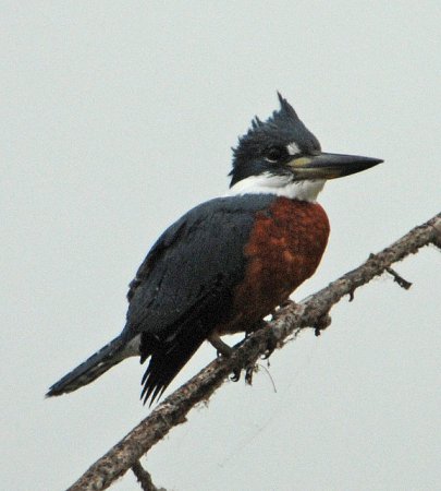 Photo (20): Ringed Kingfisher