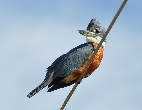Photo (15): Ringed Kingfisher