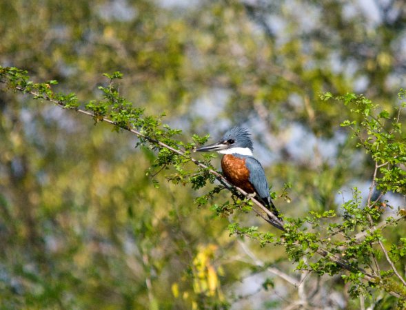 Photo (21): Ringed Kingfisher