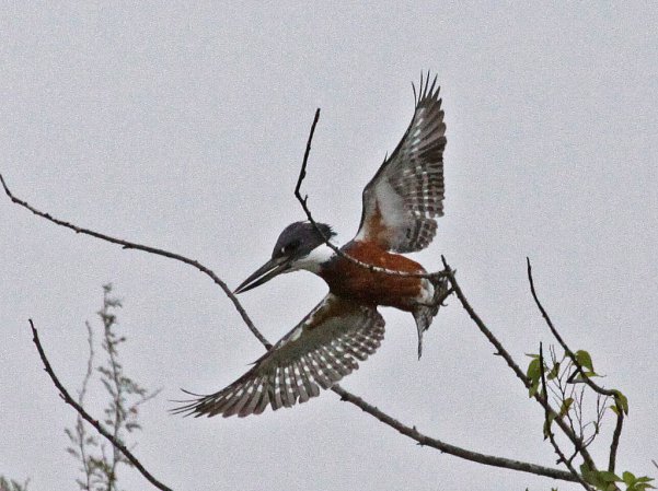 Photo (12): Ringed Kingfisher