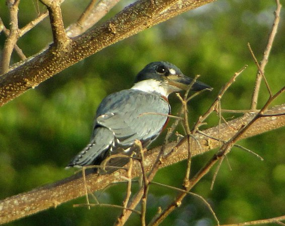 Photo (10): Ringed Kingfisher