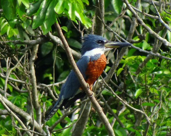 Photo (14): Ringed Kingfisher