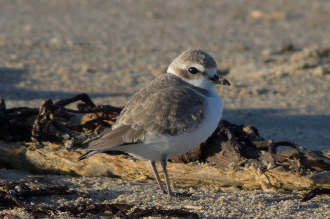 Photo (6): Snowy Plover