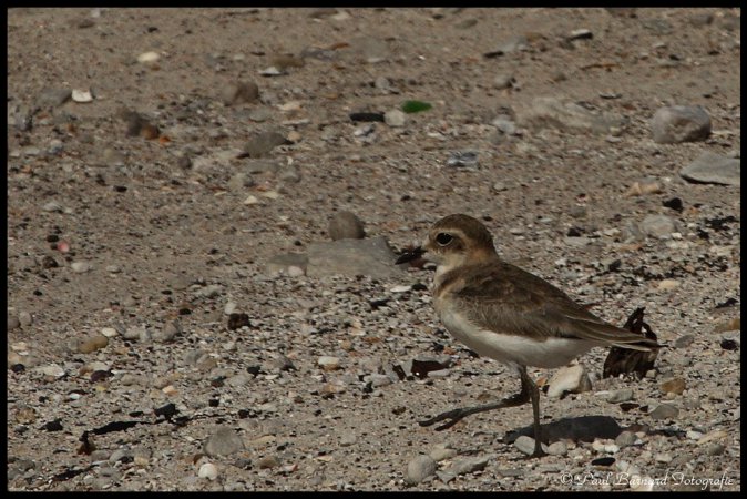 Photo (28): Snowy Plover