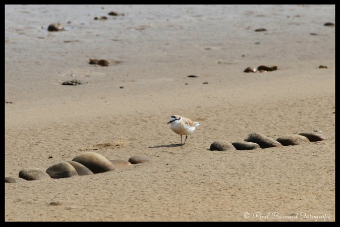 Photo (30): Snowy Plover