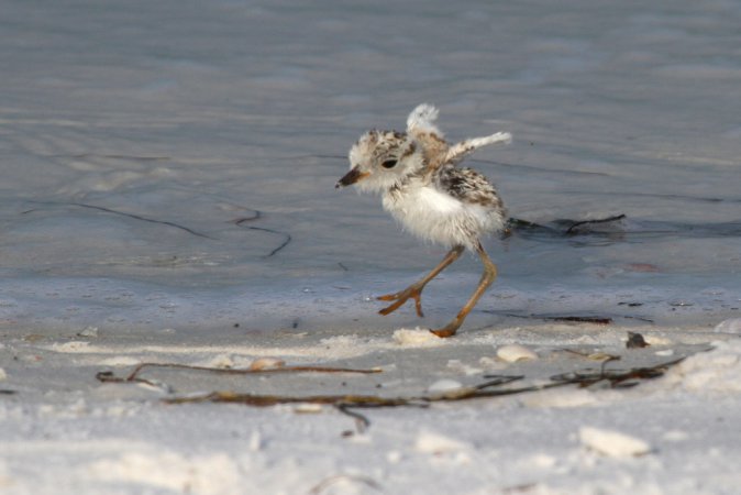 Photo (34): Snowy Plover