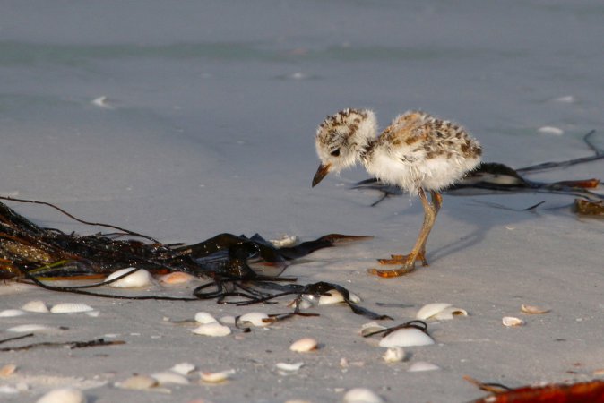 Photo (36): Snowy Plover
