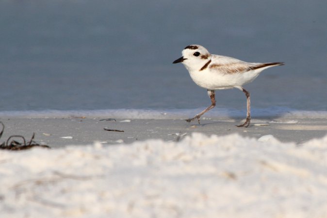 Photo (2): Snowy Plover