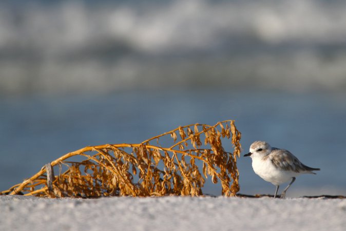Photo (10): Snowy Plover