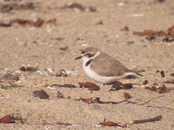 Photo (4): Snowy Plover
