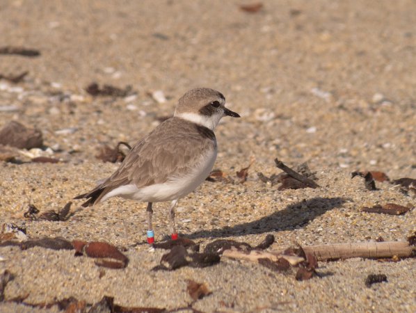 Photo (8): Snowy Plover
