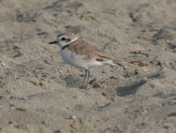 Photo (16): Snowy Plover