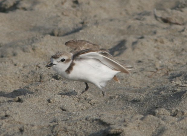 Photo (14): Snowy Plover