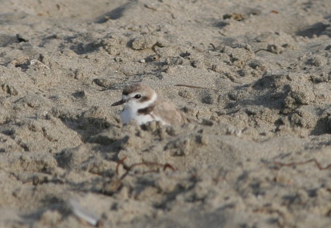 Photo (12): Snowy Plover