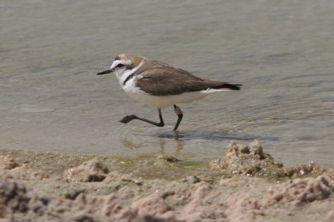 Photo (20): Snowy Plover