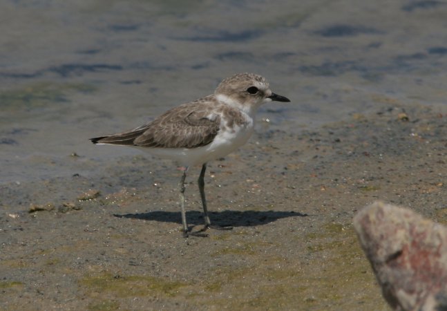 Photo (22): Snowy Plover