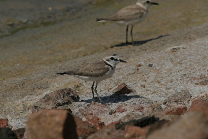 Photo (24): Snowy Plover
