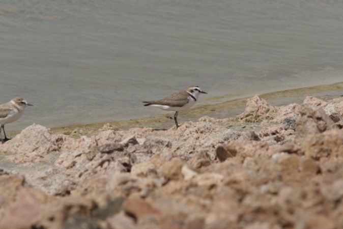 Photo (32): Snowy Plover