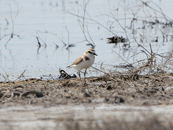 Photo (26): Snowy Plover