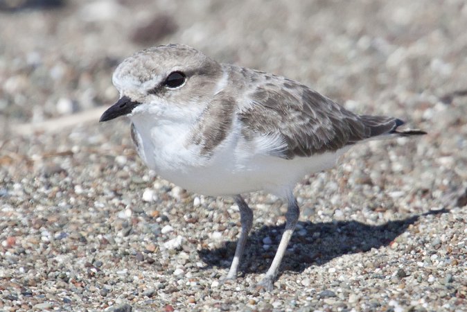 Photo (33): Snowy Plover