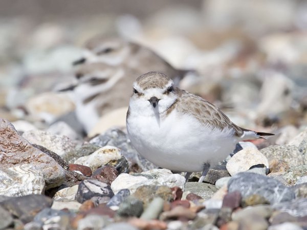 Photo (35): Snowy Plover