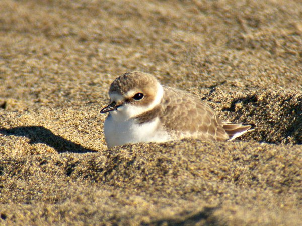 Photo (27): Snowy Plover