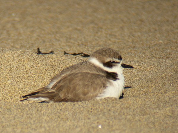 Photo (29): Snowy Plover