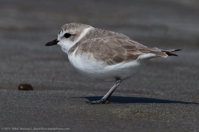 Photo (19): Snowy Plover