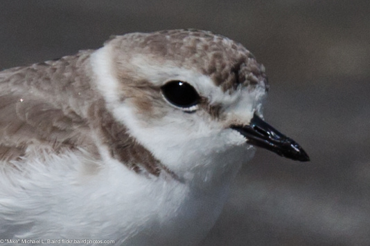 Photo (38): Snowy Plover