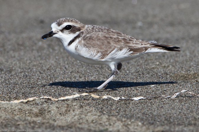 Photo (37): Snowy Plover