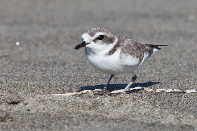 Photo (15): Snowy Plover