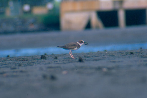 Photo (10): Wilson's Plover