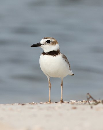 Photo (24): Wilson's Plover