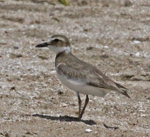 Photo (22): Wilson's Plover