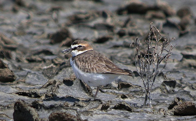 Photo (16): Wilson's Plover