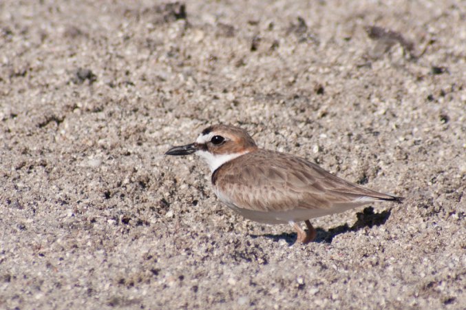 Photo (20): Wilson's Plover
