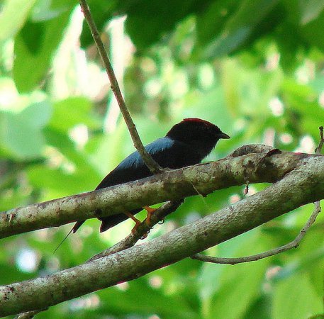 Photo (7): Lance-tailed Manakin