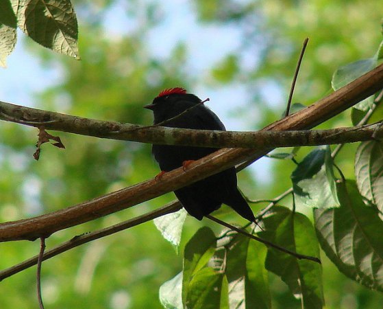 Photo (2): Lance-tailed Manakin