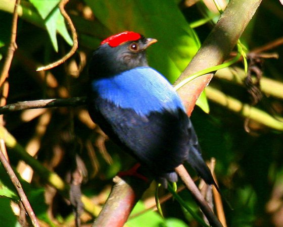 Photo (5): Lance-tailed Manakin