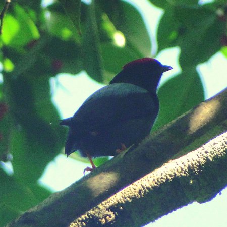 Photo (6): Lance-tailed Manakin