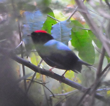 Photo (4): Lance-tailed Manakin