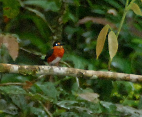 Photo (13): American Pygmy Kingfisher