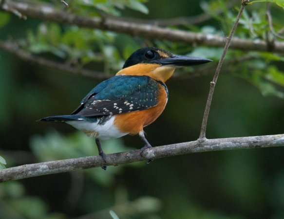 Photo (2): American Pygmy Kingfisher