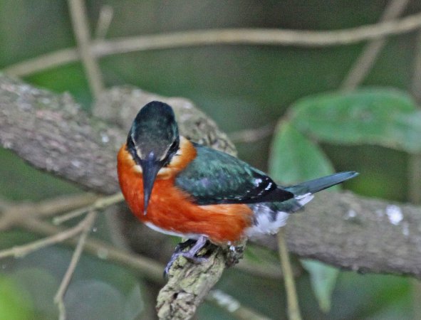 Photo (7): American Pygmy Kingfisher